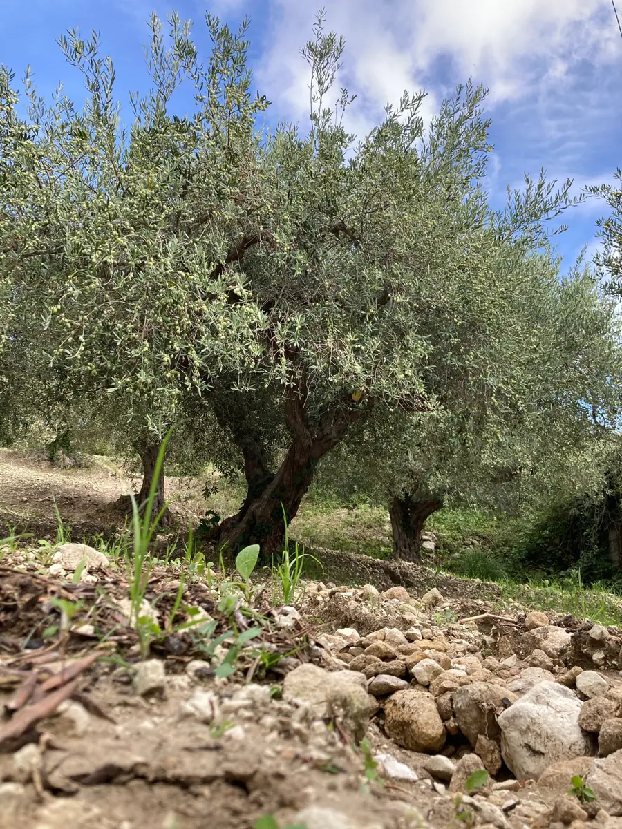Tra i nostri ulivi