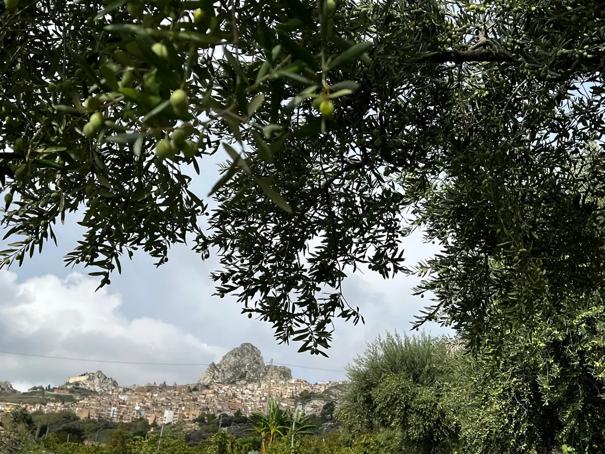 Caltabellotta tra i rami