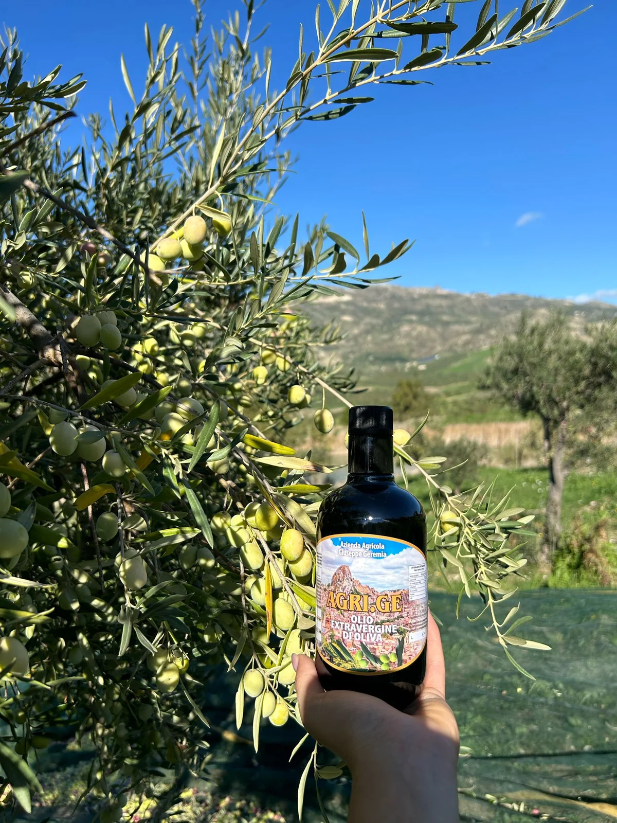 Il nostro olio tra gli ulivi