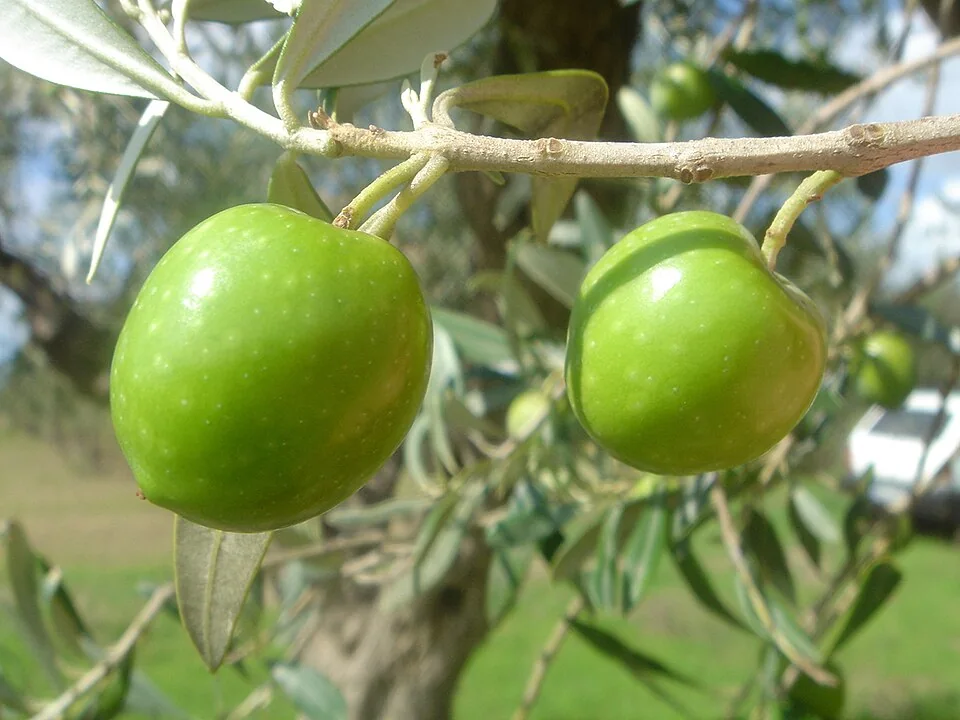 Nocellara del Belice
